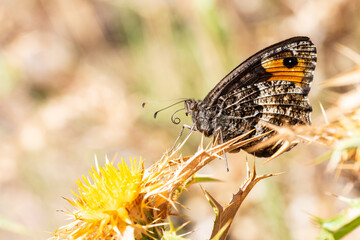 Mercure tyrrhénien (Hipparchia neomiris) posé sur une fleur jaune en milieu naturel