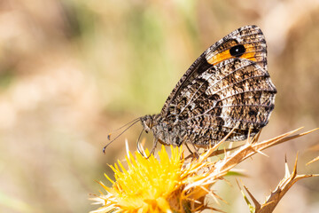 Mercure tyrrhénien (Hipparchia neomiris) posé sur une fleur jaune en milieu naturel