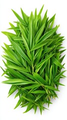 Lush Green Bamboo Leaves Close Up