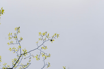 green leaves of zelkova trees taken against the sky. green leaves background. 