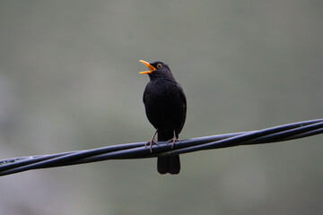 El canto de la primavera