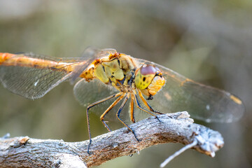 Sympétrum méridional (Sympetrum meridionale) en train de manger sur une branche, en milieu naturel