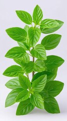 Fototapeta premium Lush Green Leaves Close Up Studio Shot