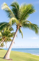 Obraz premium palm tree on the beach