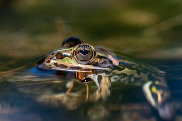 Grenouille verte indéterminée (Pelophylax spec.) dans l’eau, amphibien aquatique naturel