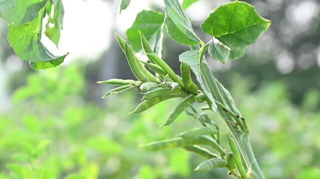 Cluster beans or gawar phali(guar) plant in field, cyamopsis tetragonoloba