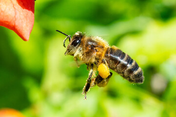 Abeille mellifère (Apis mellifera) en vol, insecte pollinisateur en action