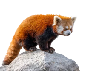 Verduisterende gordijnen Red panda on a rock in natural habitat © Khmel