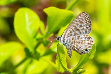 Papillon Azuré de Lang (Leptotes pirithous) posé sur une feuille verte