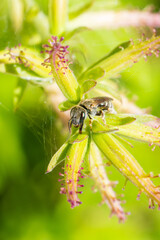 Halictus (Seladonia) spec. sur plante, abeille halictide en milieu naturel
