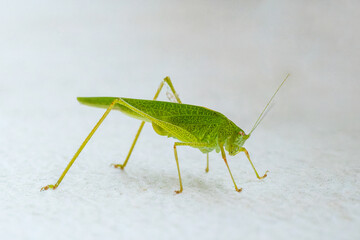 Phanéroptère méridional (Phaneroptera nana), sauterelle feuille, insecte orthoptère en milieu...