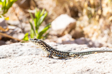 Lézard tyrrhénien (Podarcis tiliguerta) sur pierre, espèce endémique corse en milieu naturel