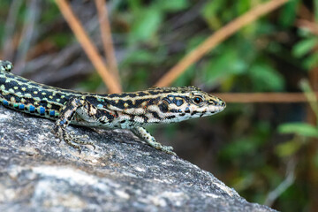 Lézard tyrrhénien (Podarcis tiliguerta) sur pierre, espèce endémique corse en milieu naturel