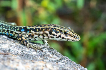 Lézard tyrrhénien (Podarcis tiliguerta) sur pierre, espèce endémique corse en milieu naturel