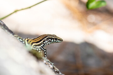 Lézard tyrrhénien (Podarcis tiliguerta) sur pierre, espèce endémique corse en milieu naturel