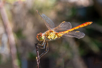 Sympétrum strié (Sympetrum striolatum) posé sur une branche en milieu naturel