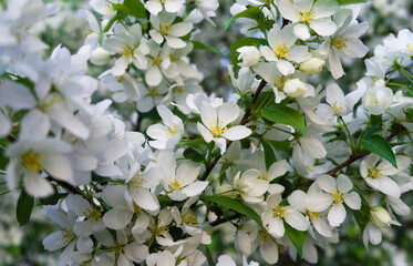 Apple blossom, flowering apple tree branch close up background