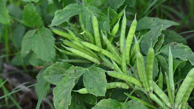 Cluster beans or gawar phali(guar) plant in field, cyamopsis tetragonoloba