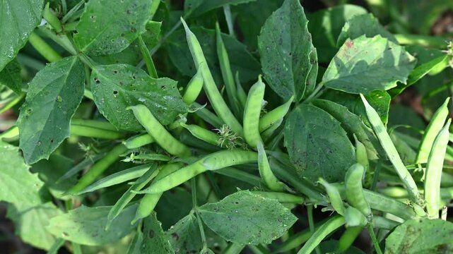 Cluster beans or gawar phali(guar) plant in field, cyamopsis tetragonoloba