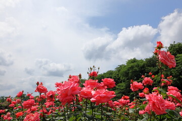 日本　埼玉のバラ