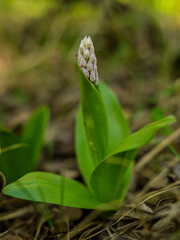 Storczyk dziko rosnący kukawka