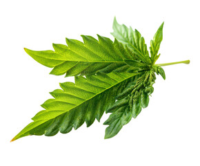 Green cannabis leaves for herbal medicine and natural remedies on a transparent background, cut out