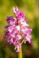 Storczyk dziko rosnący kukawka