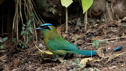 Turquoise-browed Motmot (Eumomota superciliosa) standing on forest floor with colorful plumage, Costa Rica