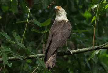 Yellow-headed Caracara (Milvago chimachima) perched in dense tropical rainforest, Costa Rica