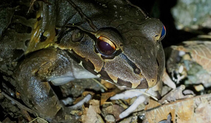 Savage's Thin-toed Frog (Lithobates warszewitschii) close-up view of eye and skin texture, Costa Rica