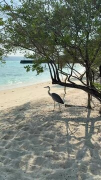 Grey heron walks on white sand in the shade of a tropical tree by the ocean on a beach in the Maldives. Tropical island nature. Vertical video