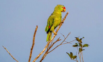 Red-lored Amazon (Amazona autumnalis) perched on tree branch against clear blue sky, Costa Rica