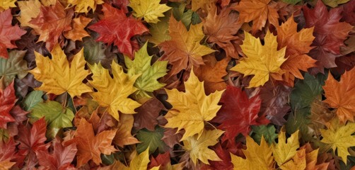 Close-up of a pile of maple leaves in various autumnal colors ,  natural,  detail
