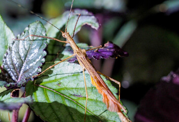 Stick Insect (Phasmatodea) camouflaged among colorful leaves in tropical jungle, Costa Rica