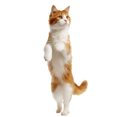 Playful Orange and White Cat Standing Up , isolated on white background png