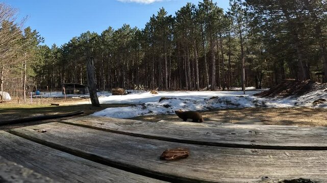 Pine Marten Eating Roast Beef Sitting On Steps