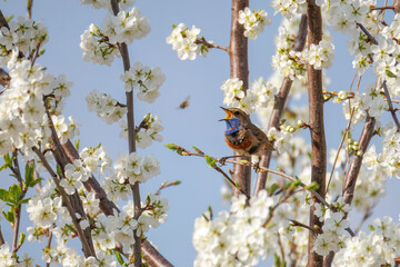 A male bluethroat sits on the blooming branch and sings its song