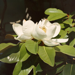 Fototapeta premium Close-up of blooming magnolia flower with glossy green leaves