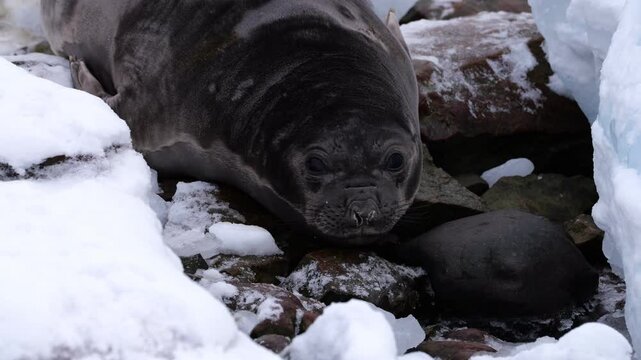 Female elephant seal lying in the snow. Antarctica. Mirounga leonina