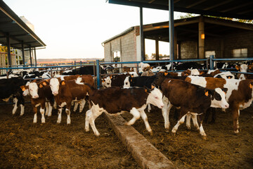 Group of young calves in feedlot pen