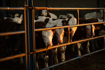 Calves behind metal fence in warm evening light