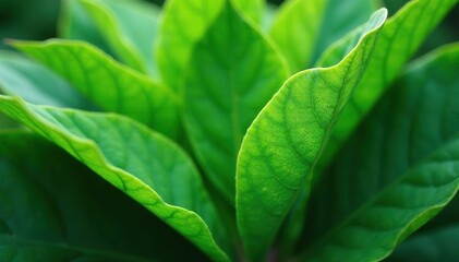 Close-up of modified plant leaves, vibrant green, biotechnology industry, agriculture, crop improvement