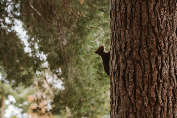 Squirrel Climbing a Tree in Forest Scenery