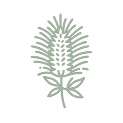 Minimalist Bottlebrush Flower Line Art Illustration