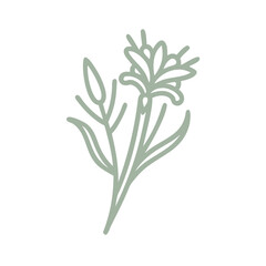 Kangaroo Paw Flower Minimalist Line Art