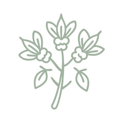 Cochlospermum Fraseri Line Art Illustration