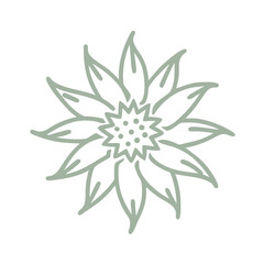 Flannel Flower Line Art, Actinotus Minor Illustration