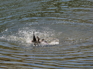 Fototapeta premium 水上で争う鴨