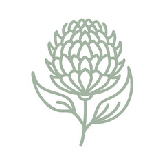 Monga Waratah Line Art Illustration