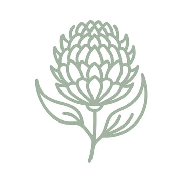 Monga Waratah Line Art Illustration